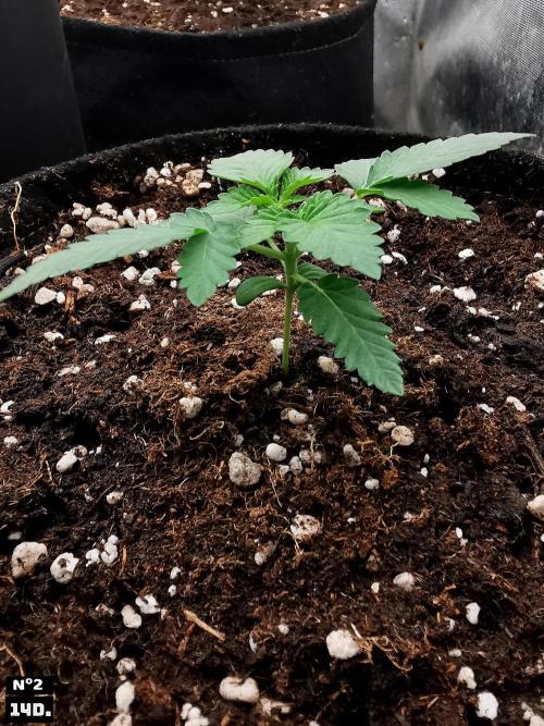 Fruit Punch. Week 2 - 14Dnº2