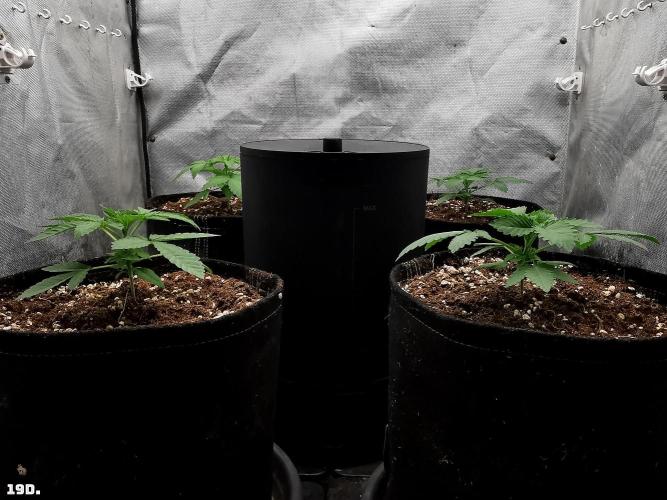 Fruit Punch. Week 3 - 19D