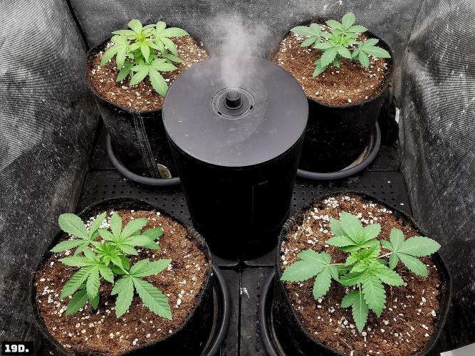 Fruit Punch. Week 3 - 19D
