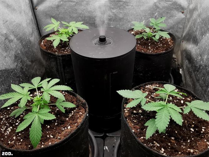 Fruit Punch. Week 3 - 20D