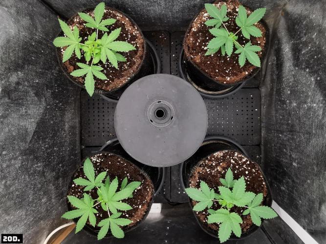 Fruit Punch. Week 3 - 20D