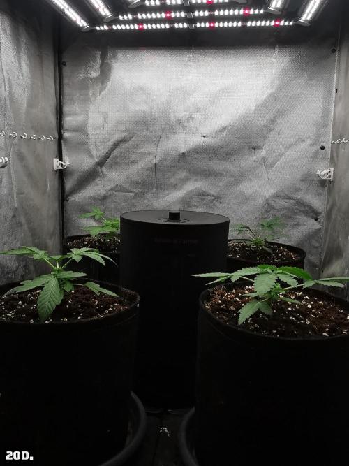 Fruit Punch. Week 3 - 20D