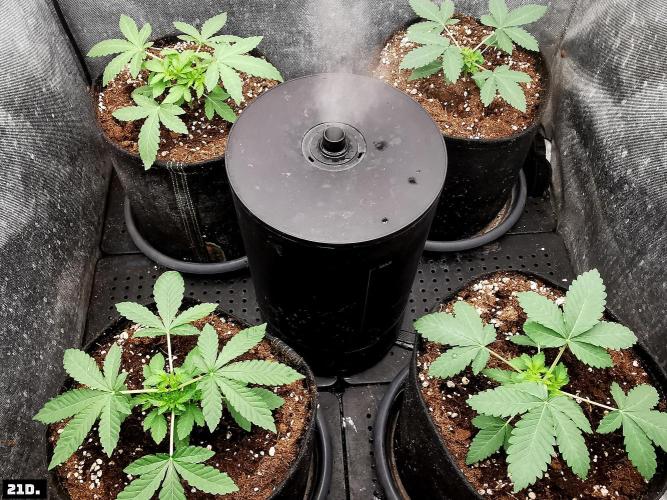 Fruit Punch. Week 3 - 21D
