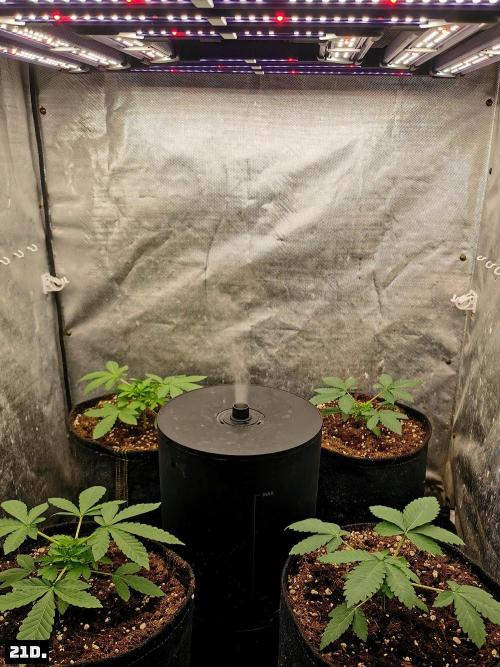Fruit Punch. Week 3 - 21D