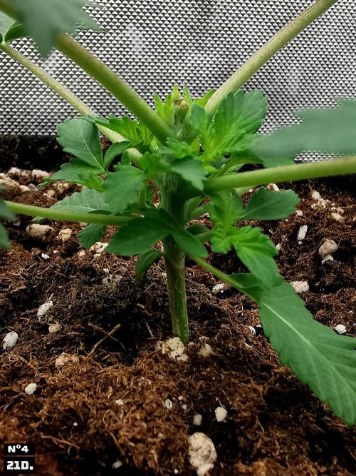 Fruit Punch. Week 3 - 21D nº4