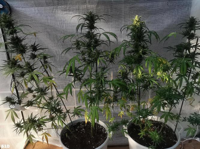 C+ Auto EXT.. Week 9 - 61D