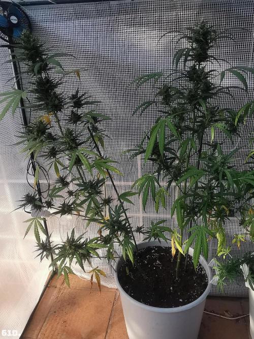 C+ Auto EXT.. Week 9 - 61D