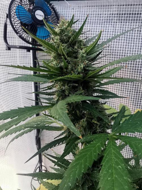 C+ Auto EXT.. Week 9 - 61D