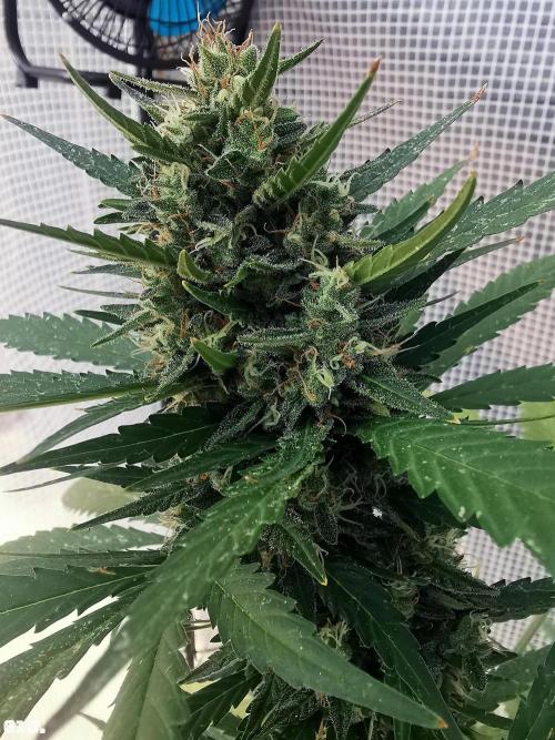 C+ Auto EXT.. Week 9 - 61D