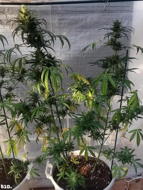 C+ Auto EXT.. Week 9 - 61D