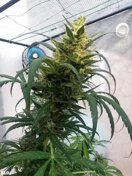 C+ Auto EXT.. Week 9 - 61D