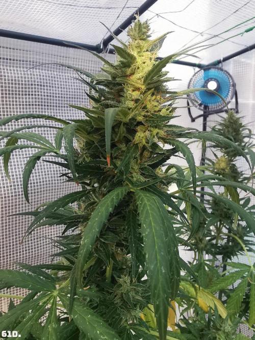 C+ Auto EXT.. Week 9 - 61D