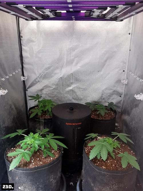 Fruit Punch. Week 4 - 23D