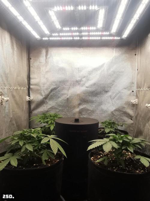Fruit Punch. Week 4 - 25D