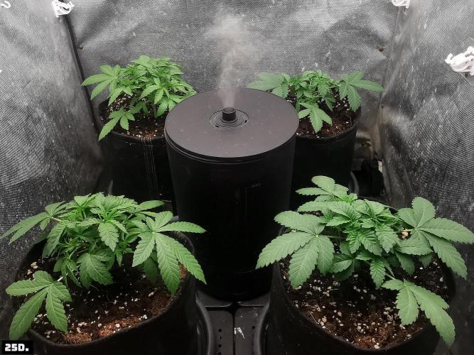 Fruit Punch. Week 4 - 25D