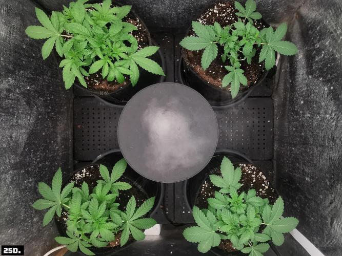 Fruit Punch. Week 4 - 25D