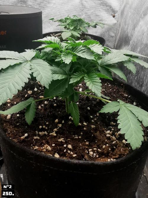 Fruit Punch. Week 4 - 25D n2