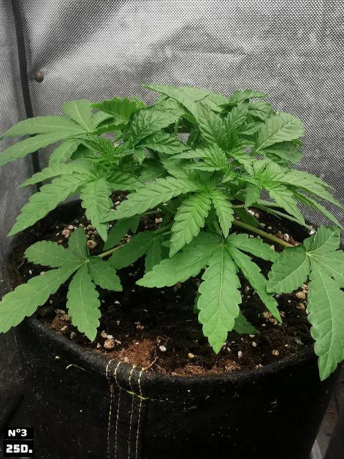 Fruit Punch. Week 4 - 25D n3