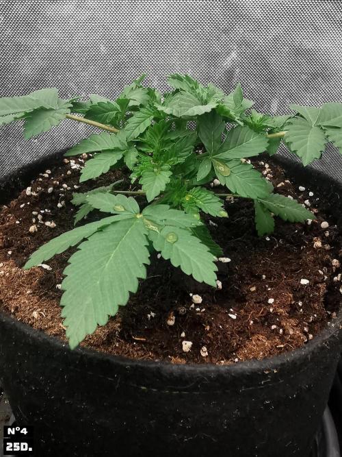 Fruit Punch. Week 4