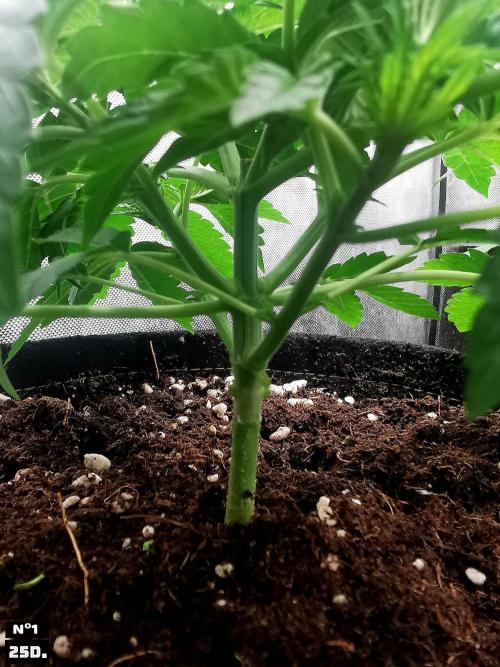 Fruit Punch. Week 4 - 25D n1