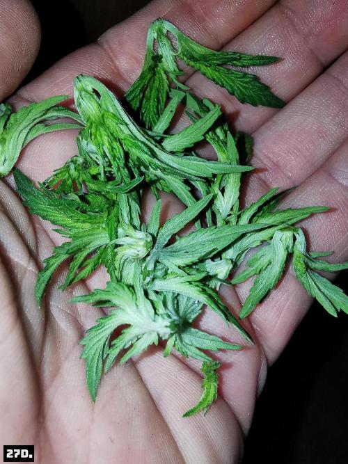 Fruit Punch. Week 4 - 27D