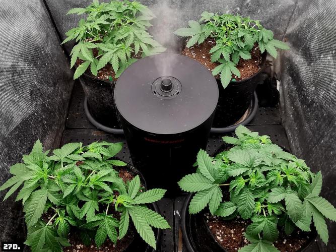 Fruit Punch. Week 4
