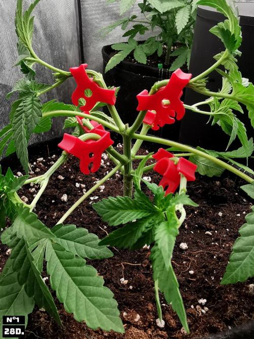 Fruit Punch. Week 4 - 28D