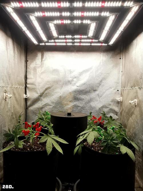 Fruit Punch. Week 4 - 28D