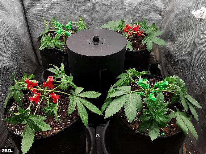 Fruit Punch. Week 4 - 28D