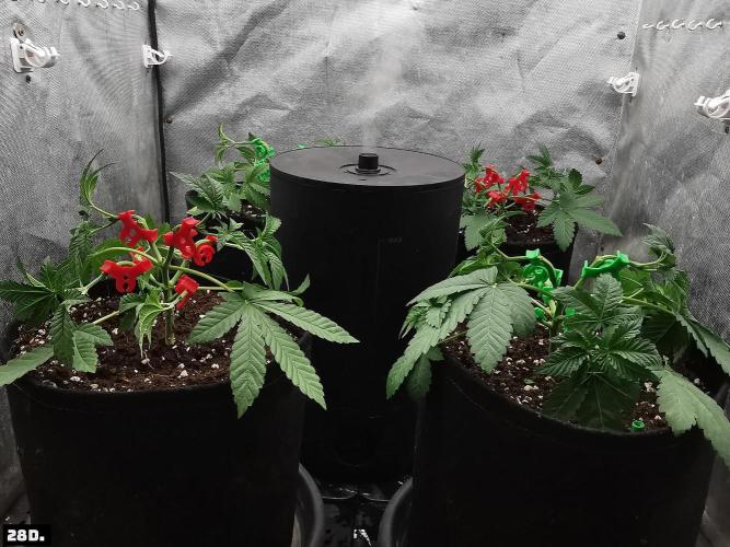 Fruit Punch. Week 4 - 28D