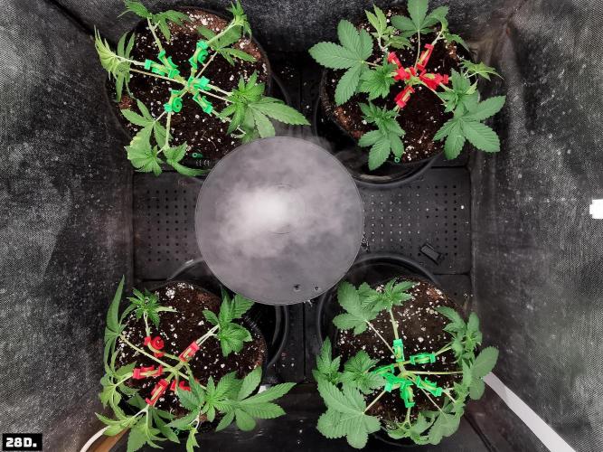 Fruit Punch. Week 4