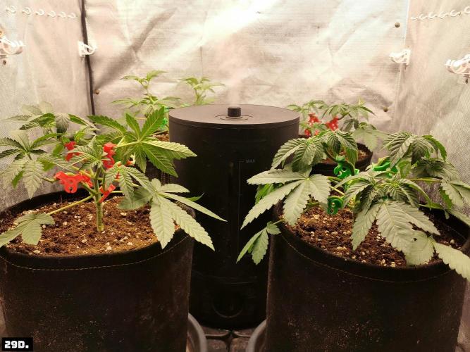Fruit Punch. Week 5 - 29