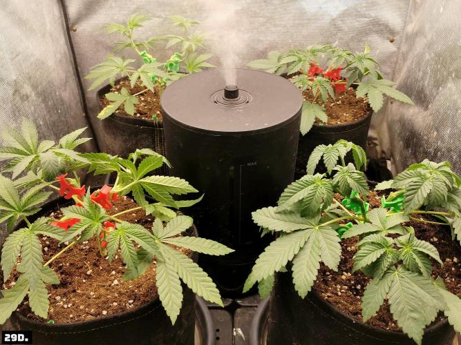 Fruit Punch. Week 5 - 29