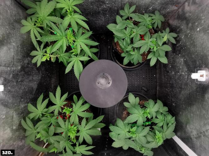 Fruit Punch. Week 5 - 32