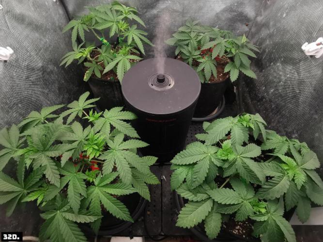 Fruit Punch. Week 5 - 32