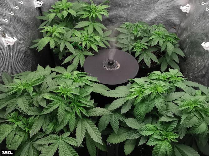 Fruit Punch. Week 5 - 35