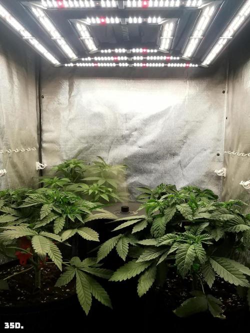 Fruit Punch. Week 5 - 35