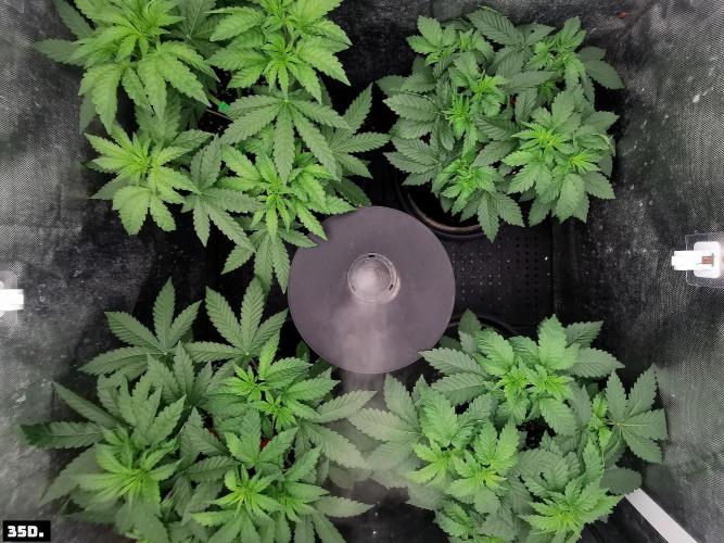 Fruit Punch. Week 5 - 35