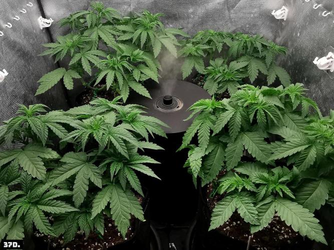Fruit Punch. Week 6 - 37D