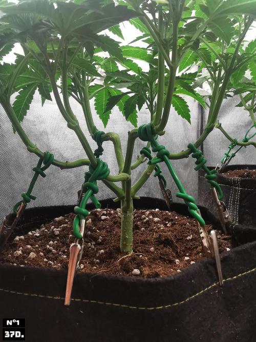 Fruit Punch. Week 6 - 37D Nº1