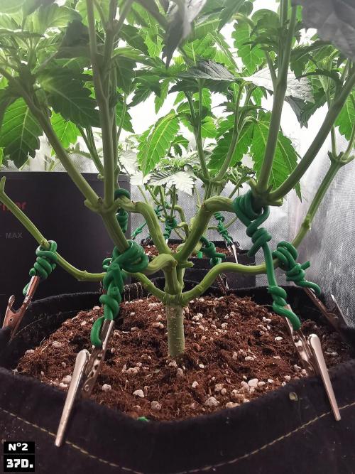 Fruit Punch. Week 6 - 37D Nº2