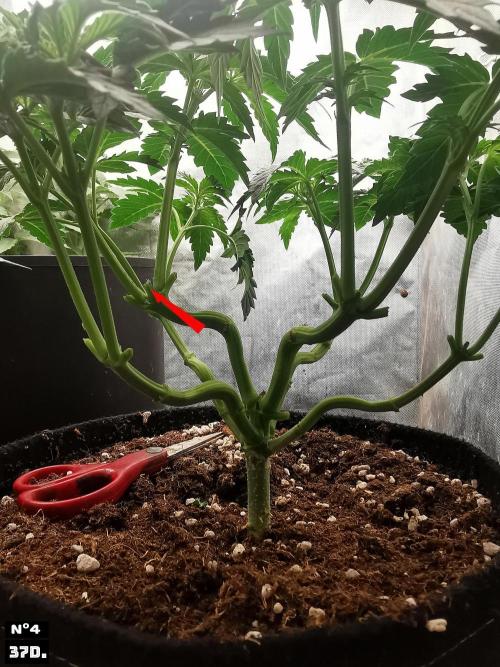 Fruit Punch. Week 6