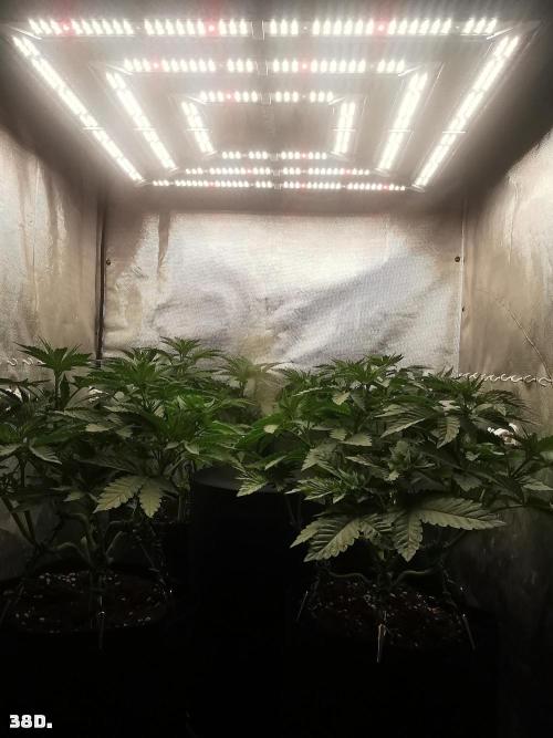 Fruit Punch. Week 6 - 38D