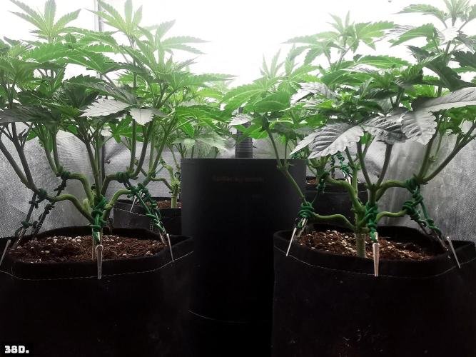 Fruit Punch. Week 6 - 38D