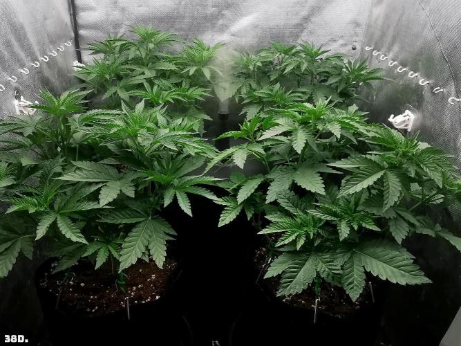 Fruit Punch. Week 6 - 38D