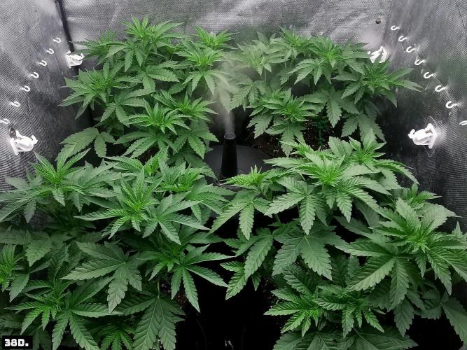 Fruit Punch. Week 6 - 38D