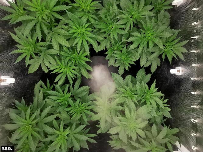 Fruit Punch. Week 6 - 38D
