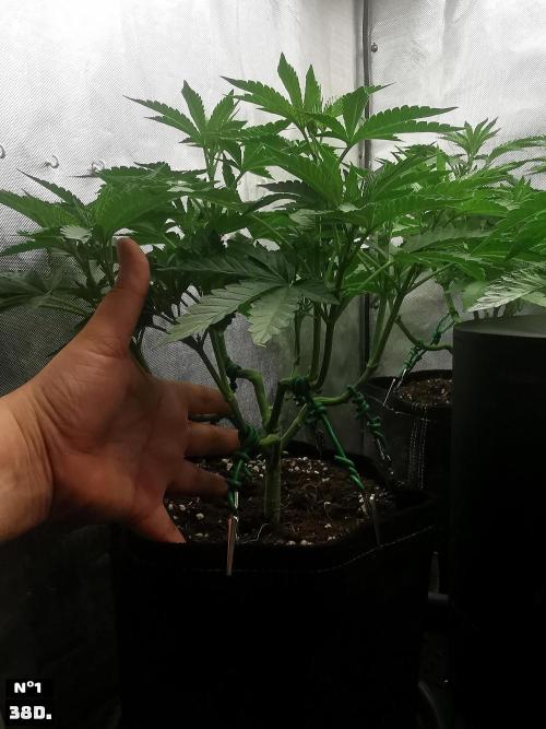 Fruit Punch. Week 6
