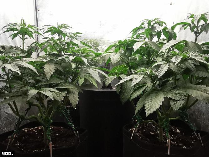 Fruit Punch. Week 6 - 40D