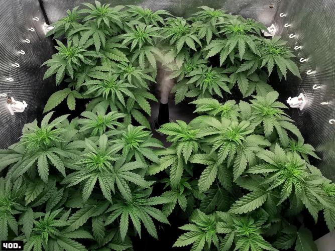 Fruit Punch. Week 6